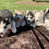 Photo №1. siberian husky - for sale in the city of Jülich | negotiated | Announcement № 103087