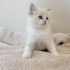 Photo №2 to announcement № 108604 for the sale of ragdoll - buy in United States private announcement