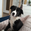 Photo №2 to announcement № 78830 for the sale of border collie - buy in Sweden private announcement
