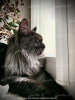 Photo №2. Mating service maine coon. Price - negotiated