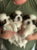 Photo №1. non-pedigree dogs - for sale in the city of Bradenton | 317$ | Announcement № 112781