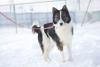 Photo №3. Wonderful dog Hanik is looking for a home!. Russian Federation