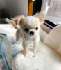 Photo №1. chihuahua - for sale in the city of Cambridge | 250$ | Announcement № 124469