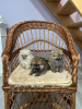 Photo №2 to announcement № 103471 for the sale of pomeranian - buy in Serbia 