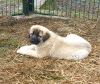 Photo №3. Turkish Kangal puppies. Ukraine