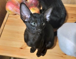 Photo №4. I will sell oriental shorthair in the city of St. Petersburg. private announcement - price - 165$