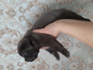 Photo №3. Puppies Italian Cane Corso. Russian Federation