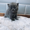 Photo №1. british shorthair - for sale in the city of Zephyrhills | 300$ | Announcement № 87605