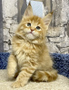 Photo №2 to announcement № 34272 for the sale of maine coon - buy in Russian Federation 