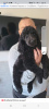 Photo №2 to announcement № 83060 for the sale of poodle (royal) - buy in Ukraine private announcement, from nursery