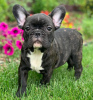 Photo №1. french bulldog - for sale in the city of Brussels | negotiated | Announcement № 116927