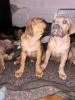 Photo №1. boerboel - for sale in the city of Paris | negotiated | Announcement № 126235