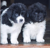 Photo №1. newfoundland dog - for sale in the city of Helsinki | negotiated | Announcement № 123689