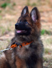 Photo №2 to announcement № 111564 for the sale of german shepherd - buy in Germany private announcement, breeder