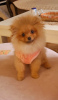 Additional photos: Pomeranian BOO Puppies of the highest quality