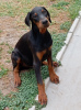 Photo №2 to announcement № 116340 for the sale of dobermann - buy in Serbia 