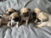 Photo №1. pug - for sale in the city of St. Petersburg | 317$ | Announcement № 37077