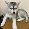 Photo №2 to announcement № 123811 for the sale of siberian husky - buy in Finland private announcement, breeder