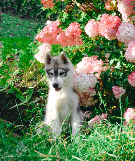 Photo №1. siberian husky - for sale in the city of Permian | 195$ | Announcement № 3648