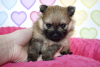 Photo №3. Pomeranian Spitz puppies. Poland