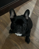 Photo №2 to announcement № 119321 for the sale of french bulldog - buy in Germany private announcement