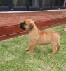 Photo №2 to announcement № 124077 for the sale of boerboel - buy in Finland private announcement