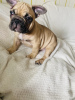 Photo №2 to announcement № 94219 for the sale of french bulldog - buy in Estonia breeder
