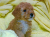 Photo №3. Toy poodle. Russian Federation