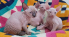 Photo №1. sphynx cat - for sale in the city of Paris | negotiated | Announcement № 109320