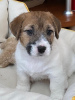 Photo №1. jack russell terrier - for sale in the city of Kirov | negotiated | Announcement № 9748