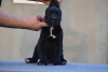 Photo №4. I will sell cane corso in the city of Gornji Milanovac. breeder - price - negotiated