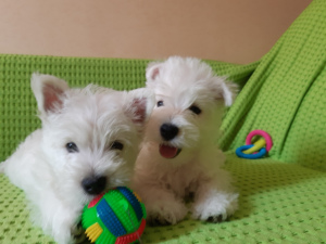 Photo №2 to announcement № 2591 for the sale of west highland white terrier - buy in Belarus 