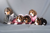 Photo №2 to announcement № 103662 for the sale of beagle - buy in Germany private announcement