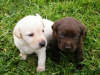 Photo №1. labrador retriever - for sale in the city of Brno | Is free | Announcement № 124143