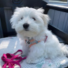 Photo №1. maltese dog - for sale in the city of Quebec City | negotiated | Announcement № 75196