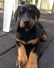 Photo №2 to announcement № 88543 for the sale of dobermann - buy in Sweden private announcement