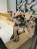 Photo №1. french bulldog - for sale in the city of Калифорния Сити | 700$ | Announcement № 108824