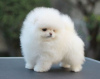 Photo №2 to announcement № 120036 for the sale of pomeranian - buy in Germany private announcement