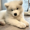 Photo №4. I will sell samoyed dog in the city of Warsaw. private announcement - price - 1215$