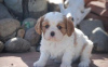 Photo №1. cavalier king charles spaniel - for sale in the city of Denver | negotiated | Announcement № 93310