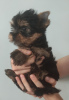 Photo №2 to announcement № 24039 for the sale of yorkshire terrier - buy in Turkey private announcement