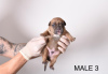 Additional photos: Pocket Micro American Bully puppies