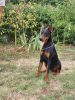 Photo №3. Dobermann female dog, young female dog. Serbia