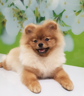Photo №1. pomeranian - for sale in the city of Balabanovo | 865$ | Announcement № 1817