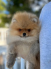 Photo №2 to announcement № 39296 for the sale of pomeranian - buy in Montenegro from nursery