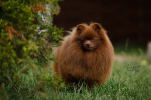 Additional photos: German Spitz brown