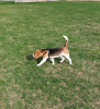 Additional photos: beagle