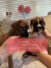 Photo №2 to announcement № 47613 for the sale of boxer - buy in Norway private announcement