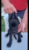 Photo №3. Cane Corso puppies for sale. Serbia