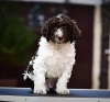 Additional photos: Spanish Water Dog puppies